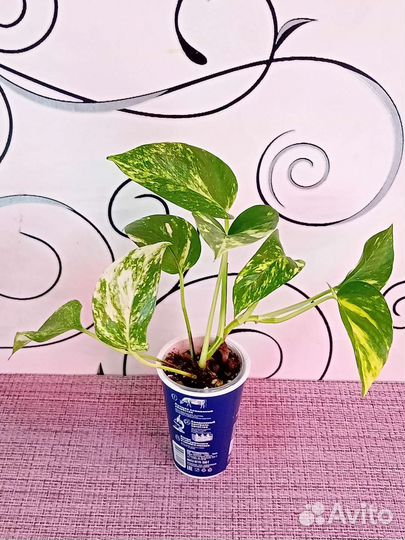 Комнатные растения 02