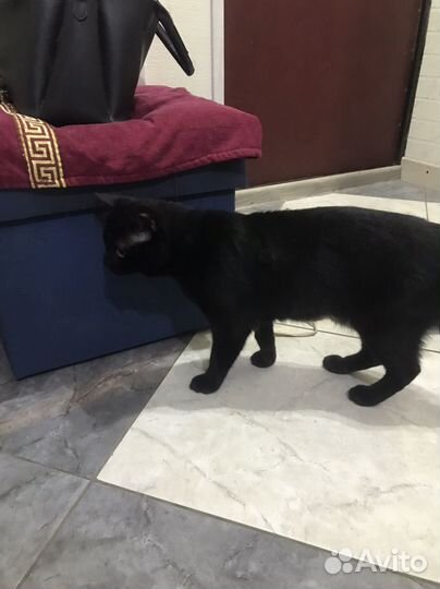 Отдам кота в добрые руки