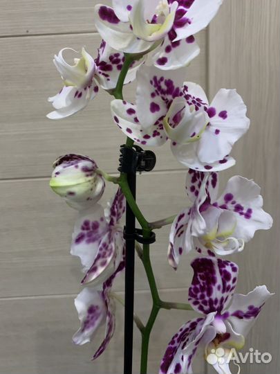 Орхидея бабочка