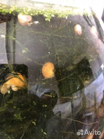 Рыбка петушок