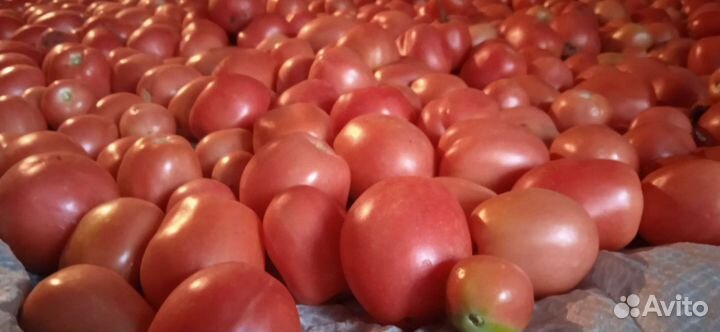 Помидоры свежие домашние
