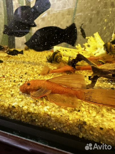 Анциструсы super ред