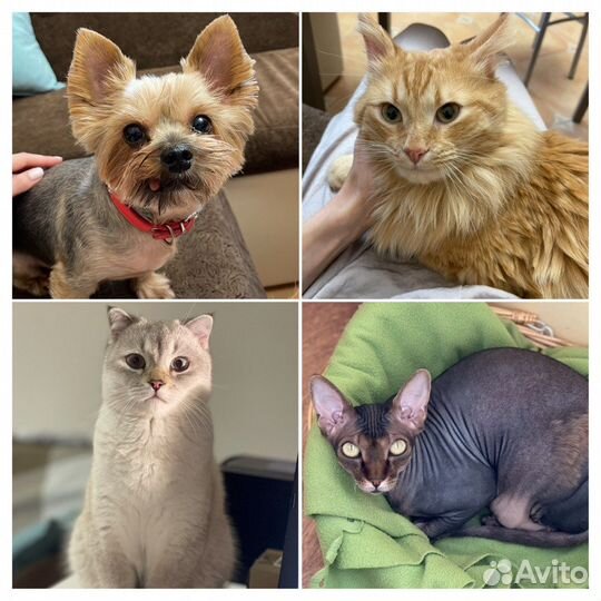 Квартирная передержка кошек/собак индивидуальная