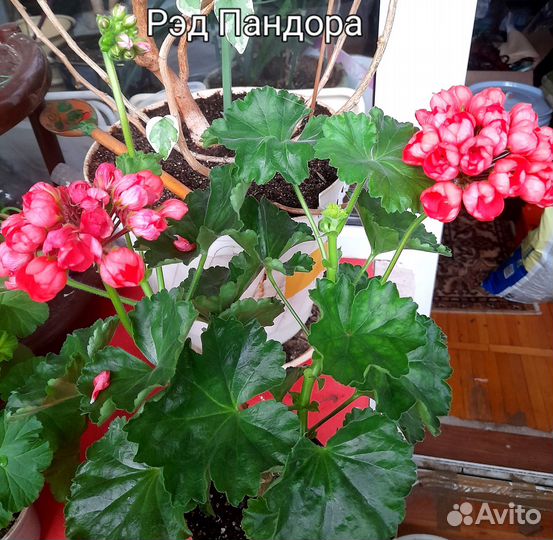 Прекрасные пеларгонии