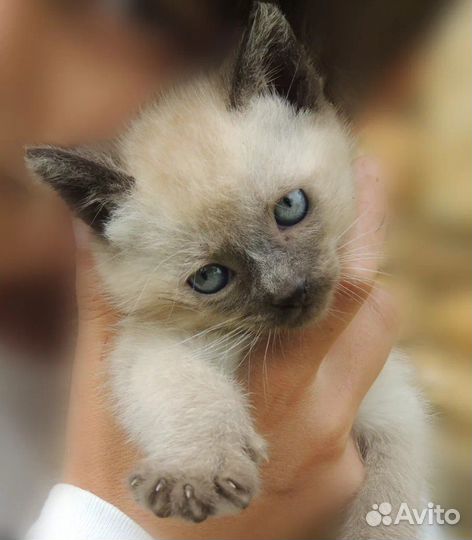 Сиамские котята