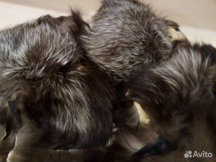 Мех чернобурки