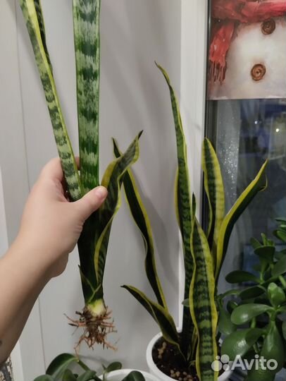 Сансевиерия