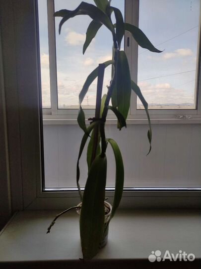 Цветок золотой ус