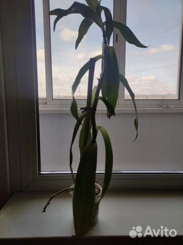 Цветок золотой ус