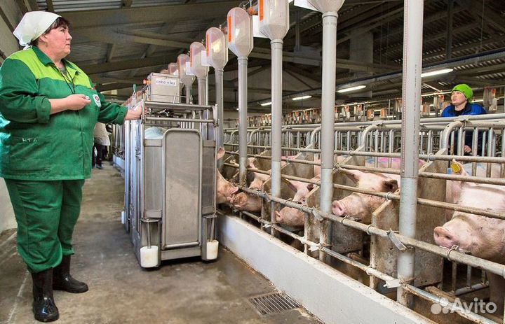 Разнорабочие/операторы на свиноферму есть жилье