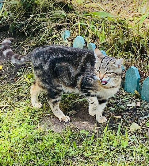 Кошка ласковая в дар