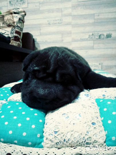 Шарпей вязка