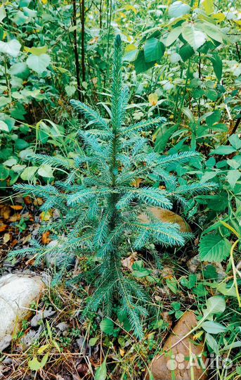 Голубая сибирская ель