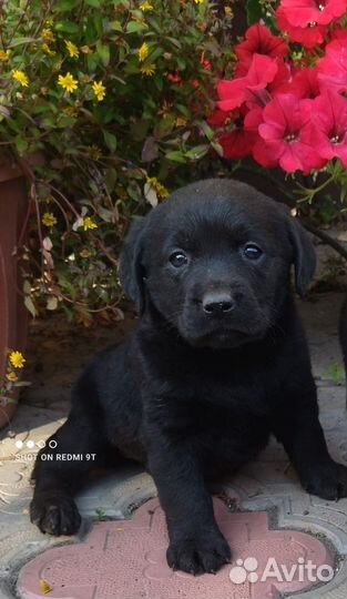 Щенки лабрадора