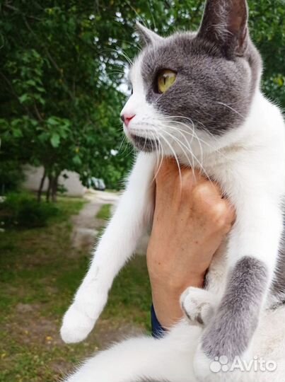 Кошки стерилизованные в частный дом