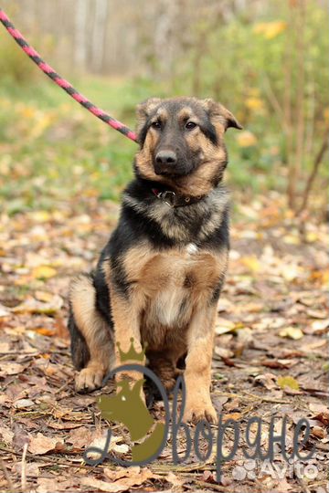 Чипай - песик в самые заботливые руки