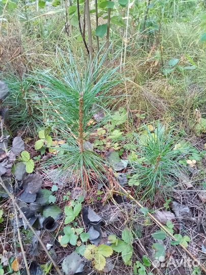 Саженцы сибирского кедра