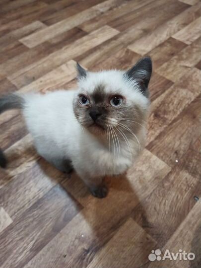 Котики