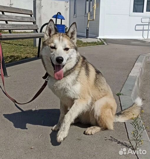 Метис лайки