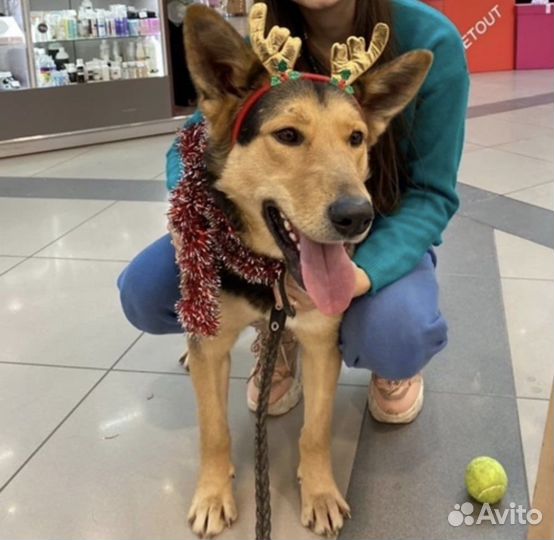 Восточноевропейская овчарка метис