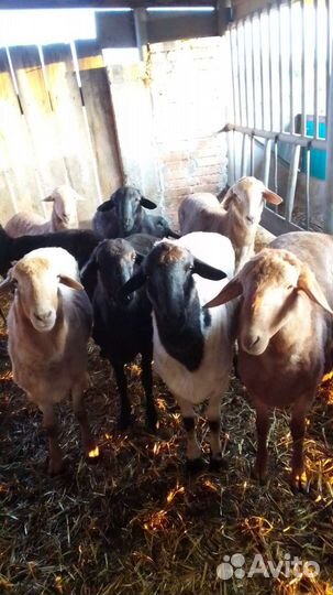 Баран 6-7месяцев