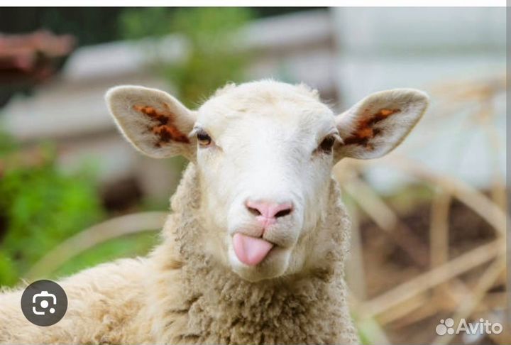 Овцы бараны