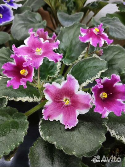 Фиалка ле-Карусель