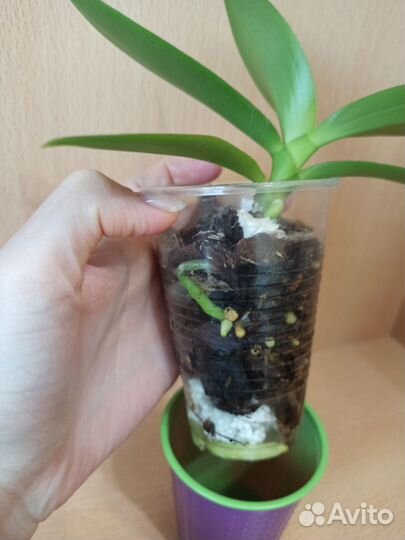 Орхидея Джулия, Black Pearl