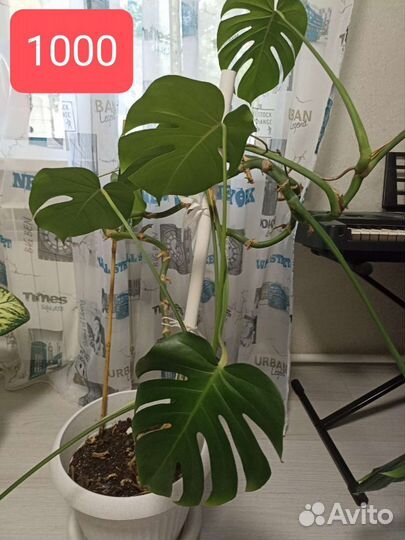 Комнатные растения цветы