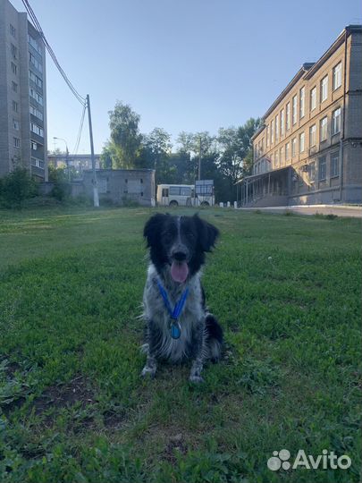 Кинолог для собак