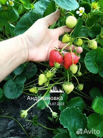 Рассада клубники