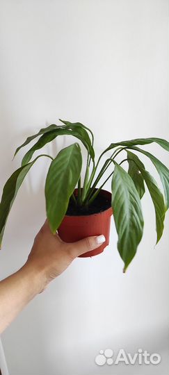 Спатифиллюм