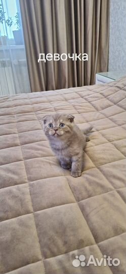 Шотландские вислоухие котята