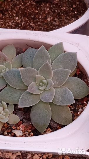 Суккуленты