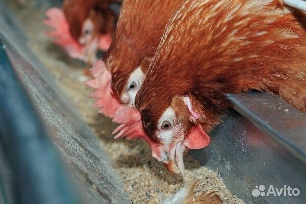Куры несушки Кубанские красные
