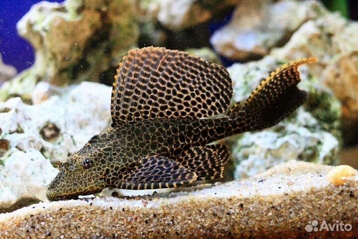 Сом Птеригоплихт 2 штуки