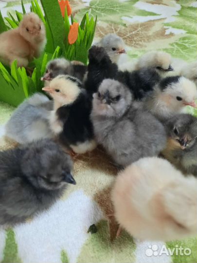 Цыплята Китайской Шелковой Малазийская Сирама