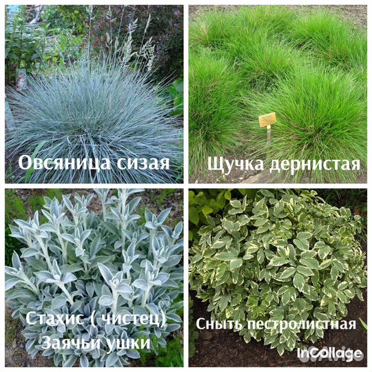 Садовые многолетние цветы, растения