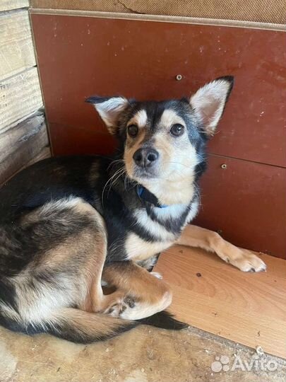 Собаки бесплатно в добрые руки