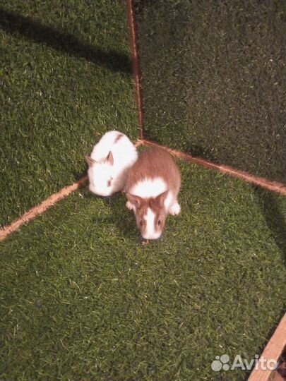 Карликовый кролик