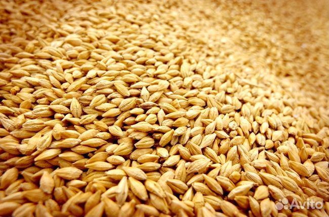 Ячмень - зерно урожая 2023