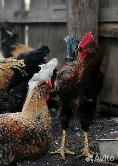 Куры петухи