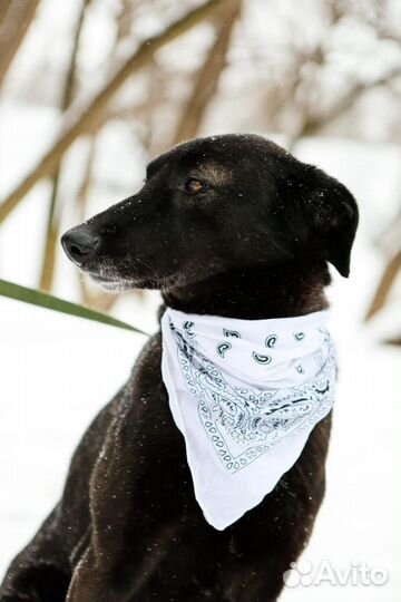 Красивая, грациозная девочка-собака в добрые руки