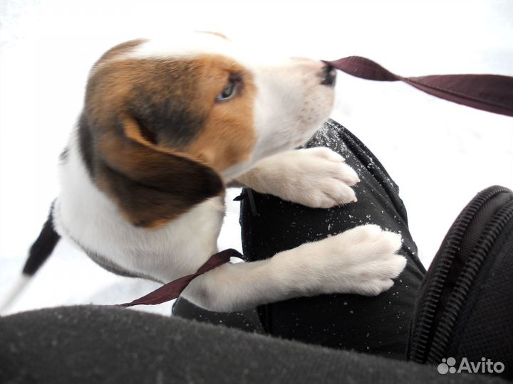 Русская пегая гончая