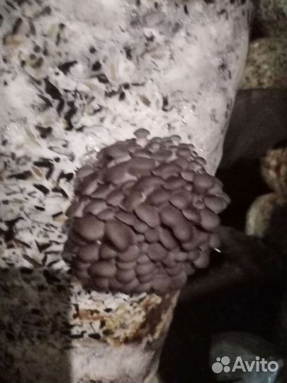 Готовые блоки Вешенки