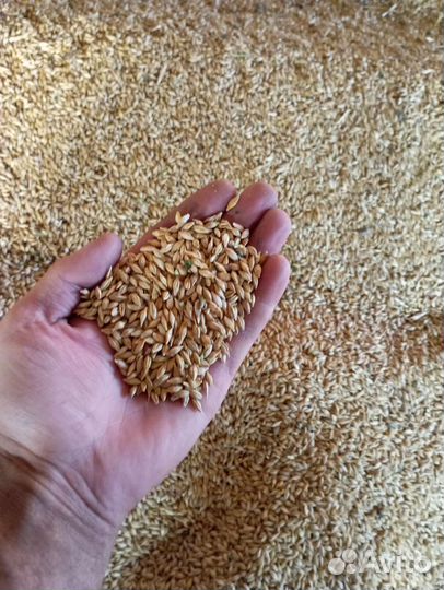 Зерно ячмень овес пшеница