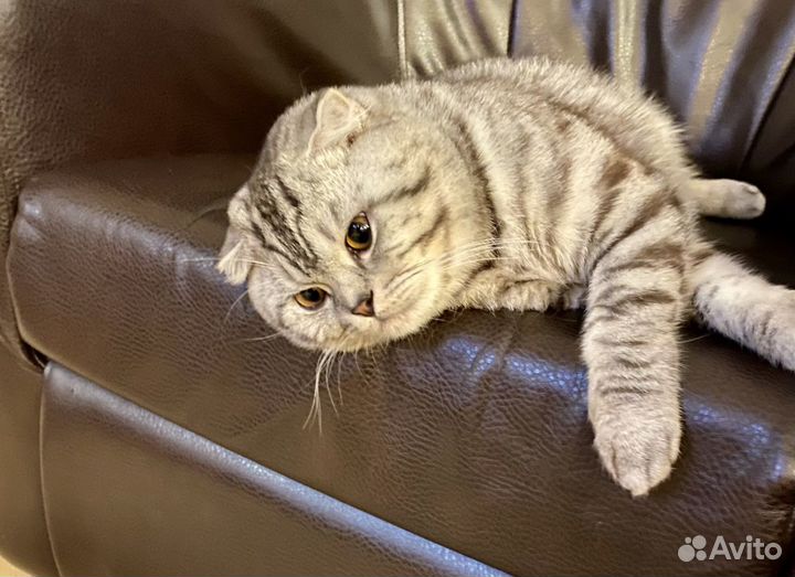 Кот шотландец вязка