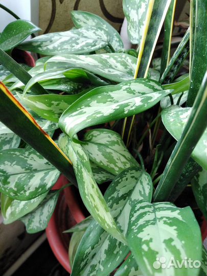 Бегония декоративно лиственная