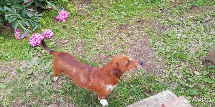 Щенки в добрые руки