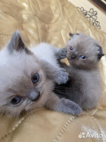 Шотландские вислоухие котята